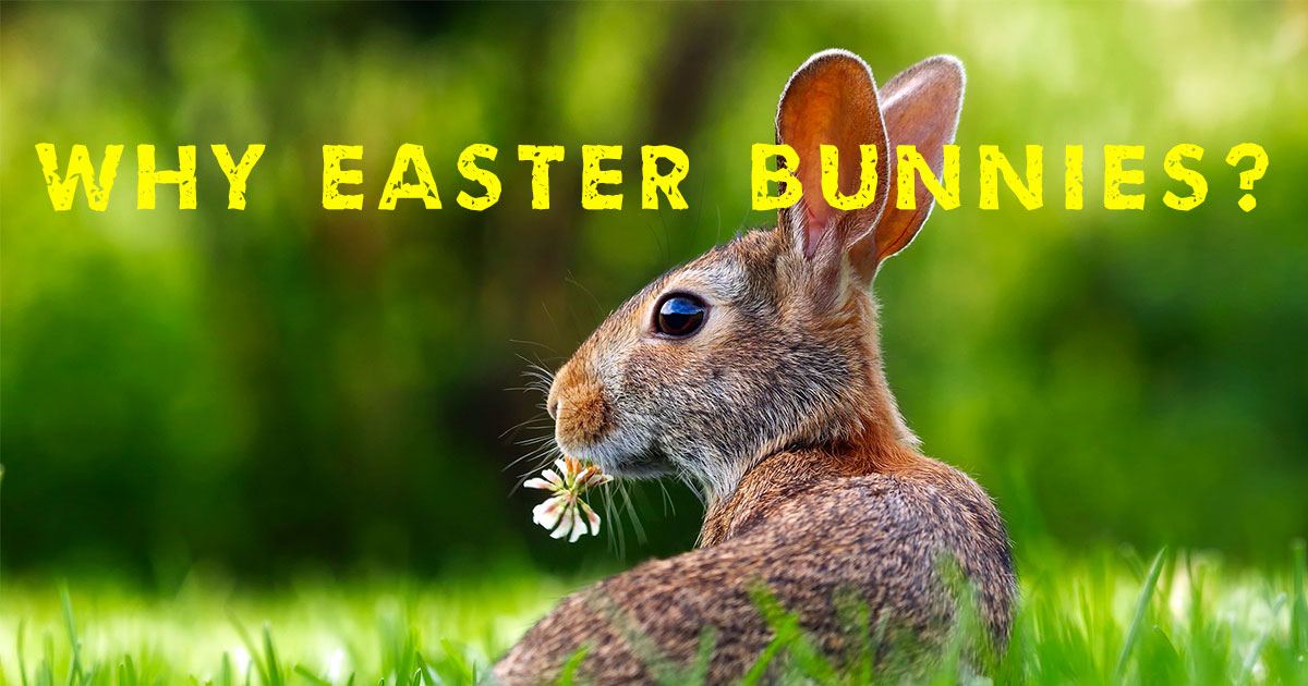 Easter Bunnies - Main Image