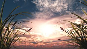 Sunset-Through-Reeds-Ministry-Worship-Background