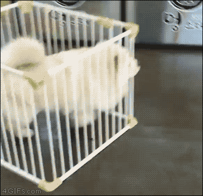 Dog running in crate Sharefaith